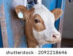 A calf in a neck clamp during processing at a feedlot or feed yard