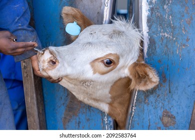 A calf in a neck clamp during processing at a feedlot or feed yard. The calf is receiving an intra-nasal vaccine