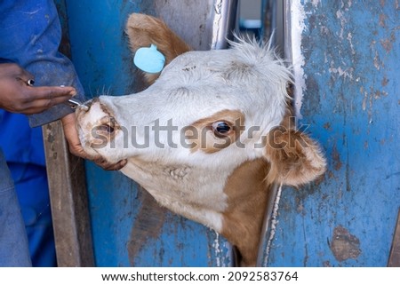 A calf in a neck clamp during processing at a feedlot or feed yard. The calf is receiving an intra-nasal vaccine