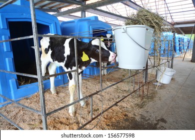 Calf on a dairy farm drinking water from a drinking bowls 