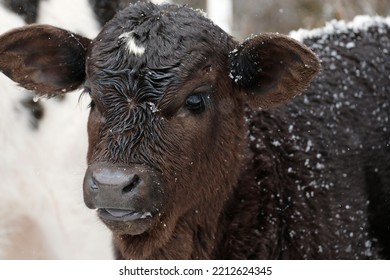 Calf On Farm In Snow, Young Beef Cow Closeup In Winter Weather.