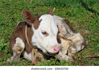 The calf on a summer pasture