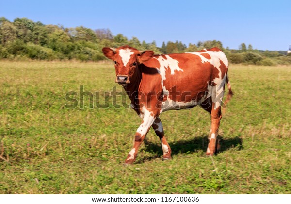 Calf Plural Calves Cow Sits On Stock Photo Edit Now 1167100636