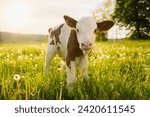 A calf is the singular name, calves being plural, of a baby or young domestic cattle. A calf can either be a cow calf, or heifer (female), or a bull calf (male).