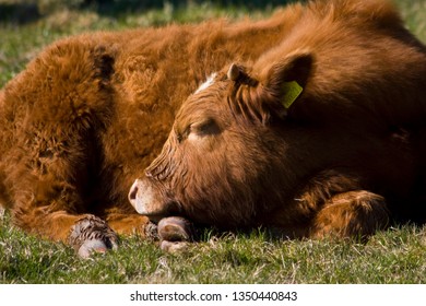 Calf Sleeping In Field Worth Matravers Dorset