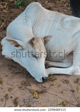 A calf sleeping peacefully in the streets of unknown 