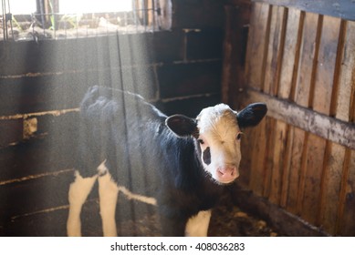calf in the stable