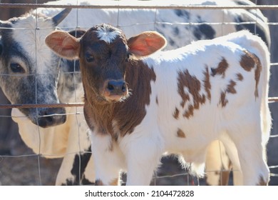 Calf With Young Beef Cow On Farm Closeup.