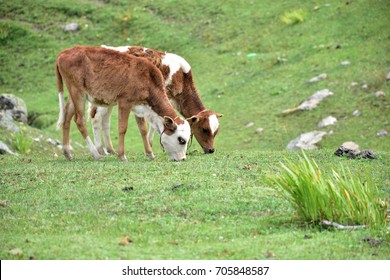 Calfs