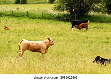 Calfs In Long Grass In A Farm Field. In The Background A Calf Is Sucking Its Mother. No People.