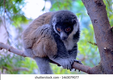 Calgary, Alberta / Canada - June 23, 2014. Eastern Woolly Lemur At The Calgary Zoo.