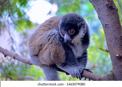 Calgary, Alberta / Canada - June 23, 2014. Eastern Woolly Lemur At The Calgary Zoo.