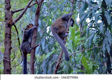 Calgary, Alberta / Canada - June 23, 2014. Eastern Woolly Lemur At The Calgary Zoo.