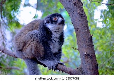 Calgary, Alberta / Canada - June 23, 2014. Eastern Woolly Lemur At The Calgary Zoo.