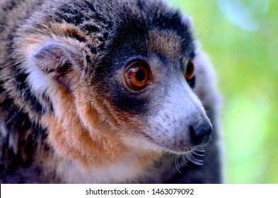 Calgary, Alberta / Canada - June 23, 2014. Eastern Woolly Lemur At The Calgary Zoo.