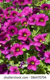 Calibrachoa Calita Velvet Stock Photo 586470704 | Shutterstock