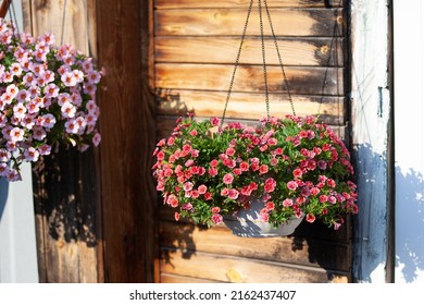 Calibrachoa In A Hanging Basket Against A Wooden Wall On The Porch.