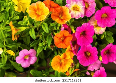 Calibrachoa Million Bells Series - Mini petunia. Yellow, orange and purple Calibrachoa flowers close-up. - Powered by Shutterstock