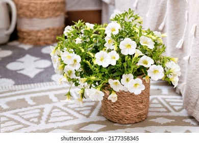 Calibrachoa Plant With White Flowers In Basket Flower Pot