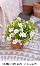 Calibrachoa Plant With White Flowers In Basket Flower Pot