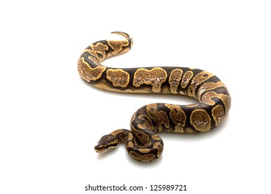 Calico Ball Python Python Regius Isolated Stock Photo (Edit Now) 125989664