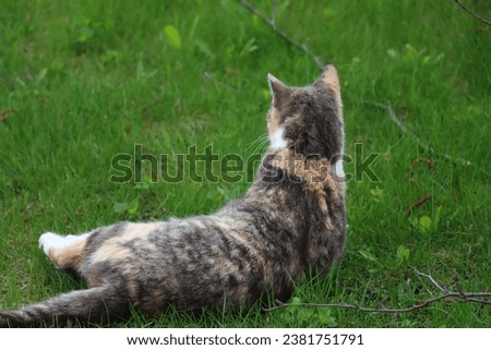 calico barn cat sitting and playing outside on green lawn grass orange grey and brown cat camouflage fur of feline cute fluffy kitty 