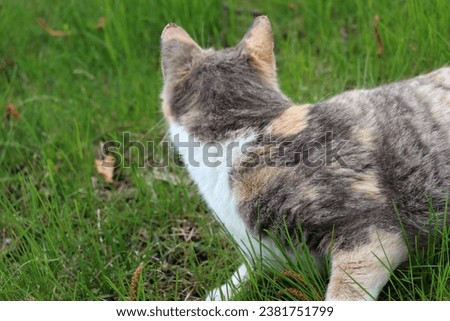 calico barn cat sitting and playing outside on green lawn grass orange grey and brown cat camouflage fur of feline cute fluffy kitty 