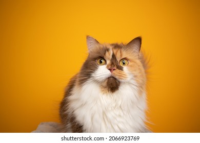 calico british longhair cat with yellow eyes wide open looking shocked or surprised on yellow background with copy space