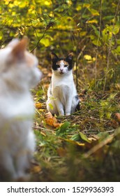 Calico cat in the background in the autumn grass vertical photo