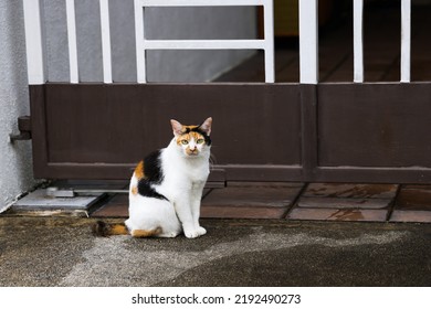 27 752件の 三毛猫 の画像 写真素材 ベクター画像 Shutterstock