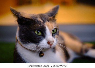 Calico cat close-up shot staring at camera - Powered by Shutterstock