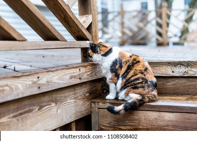 Calico Cat Curious Old Senior Exploring House Backyard By Wooden Deck, Garden, Wet Wood Territory Hunting