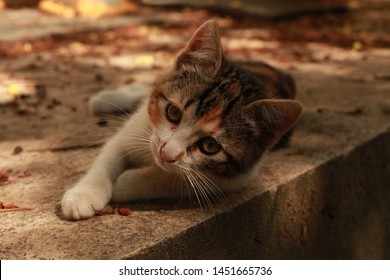 Imagenes Fotos De Stock Y Vectores Sobre Calico Female Shutterstock