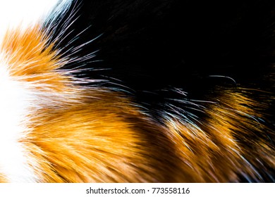 Calico Cat Fur Background