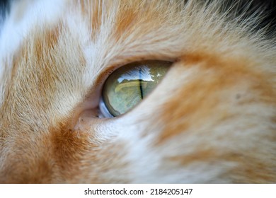 Calico Cat Green Eye Macro Photograph