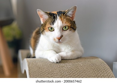 Calico Cat with green eyes lying on cardboard scratch board  - Powered by Shutterstock