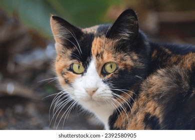 A calico cat with green eyes stares curiously at the camera. The cat's fur is a mix of black, white, and brown. The cat's eyes are large and round, and they seem to be full of questions. The cat's exp - Powered by Shutterstock