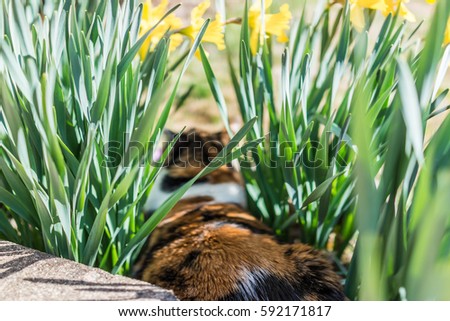 Calico cat hiding in daffodil flowers for hunting
