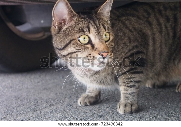 calico cat hunting under\
car