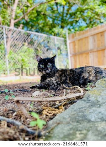 Calico cat laying down outside in the backyard