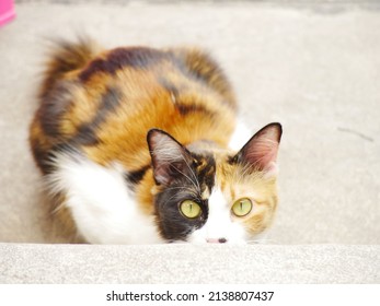 Calico Cat Loaf Toe Beans Moggy Feline Molly Groom