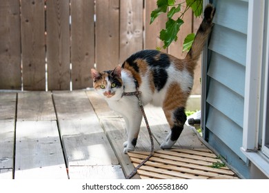 Calico cat looking at the camera with its tail straight up