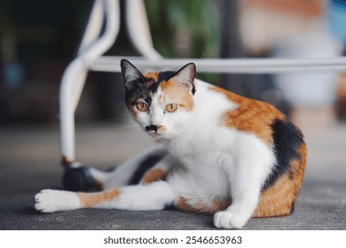 A calico cat lounges comfortably, showcasing its distinct orange, black, and white fur patterns against a blurred background. - Powered by Shutterstock