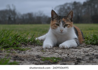 Calico Cat Lounging Outdoors on a Cloudy Day.A relaxed calico cat lies on sandy ground in an open field with cloudy skies above. The cat’s alert yet calm expression captures a peaceful moment.  - Powered by Shutterstock - Get 15% off with code: PIKWIZARD15