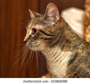 Vintage Sitting Calico Cat Images Stock Photos Vectors