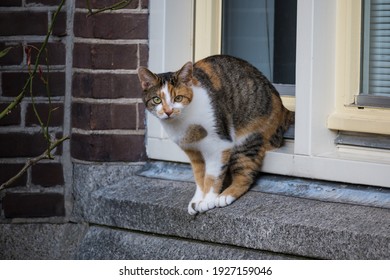 Calico Cat On A Window Sill Of A House