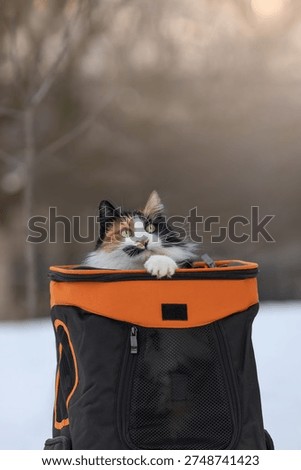 A calico cat in an orange backpack.