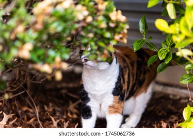 Calico Cat Outside In Green Garden Under Bushes Curious Hunting On Porch Or Front Or Back Yard Of Home With House Wall Siding