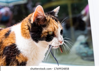 Calico Cat Outside Hunter Hunting Catching Blue Lizard In Mouth Standing By Door Of Home House Asking To Go Inside