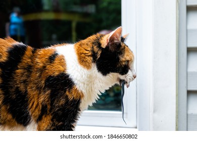 Calico Cat Outside Hunter Hunting With Catch Of Caught Blue Lizard In Mouth Standing By Door Of Home House Asking To Go Inside